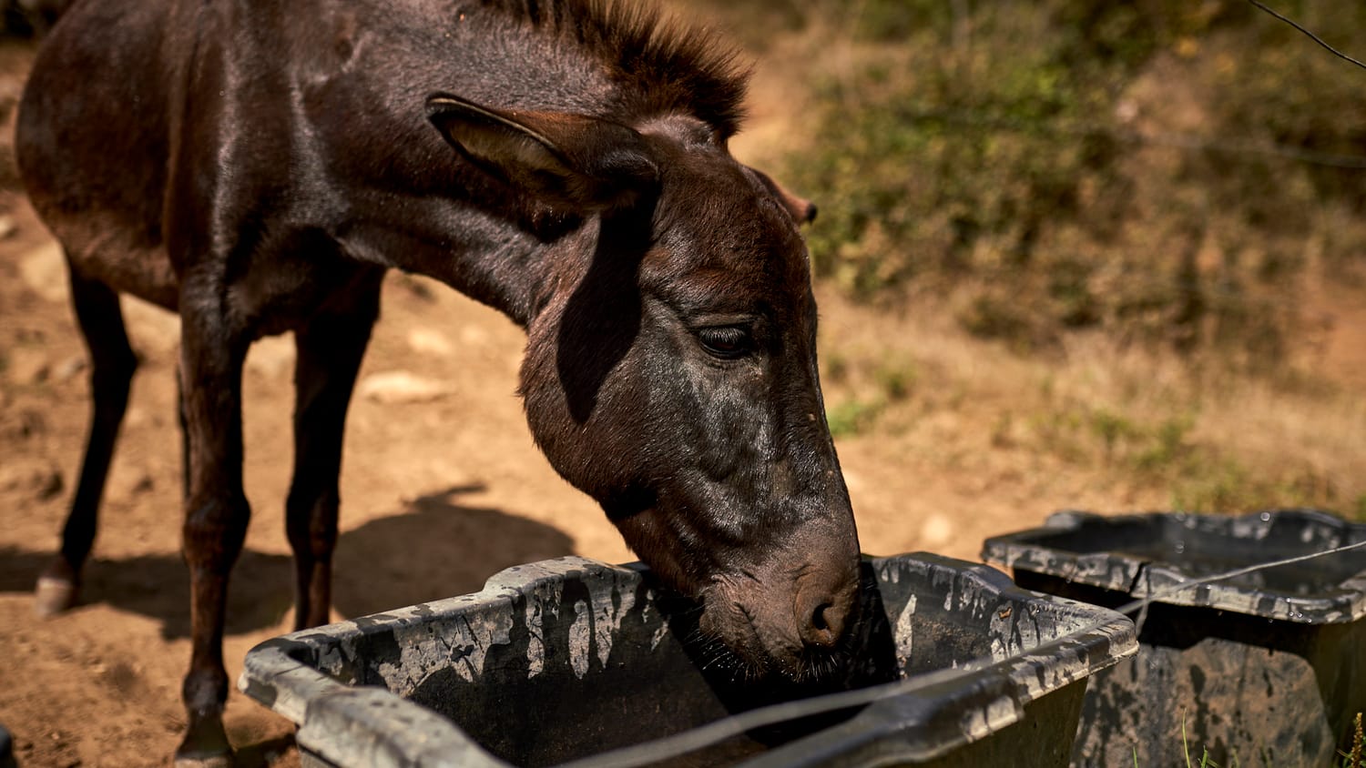 magarici-foto10-S.-Dj