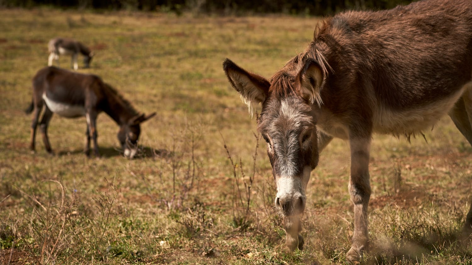 magarici-foto9-S.-Dj