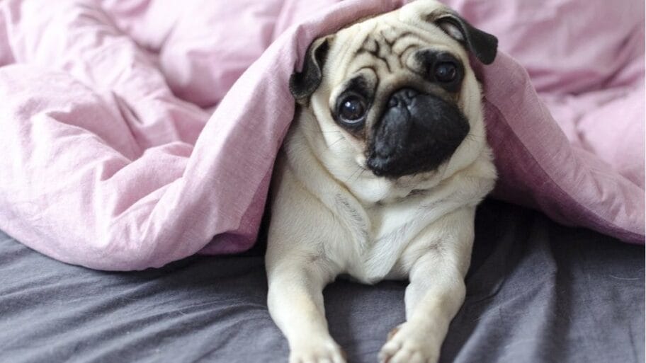 Svetski dan životinja: Zašto treba brinuti o njima i šta im to znači 9 103711231 0a gettyimages 897584432