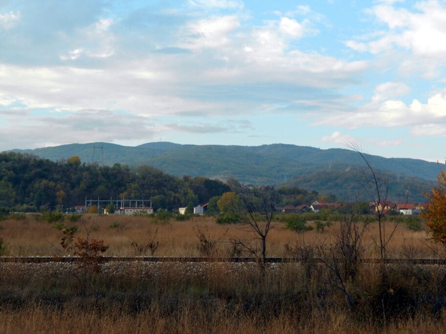 Selicevica foto wikimedia Dragan Cvetkovc Nis scaled