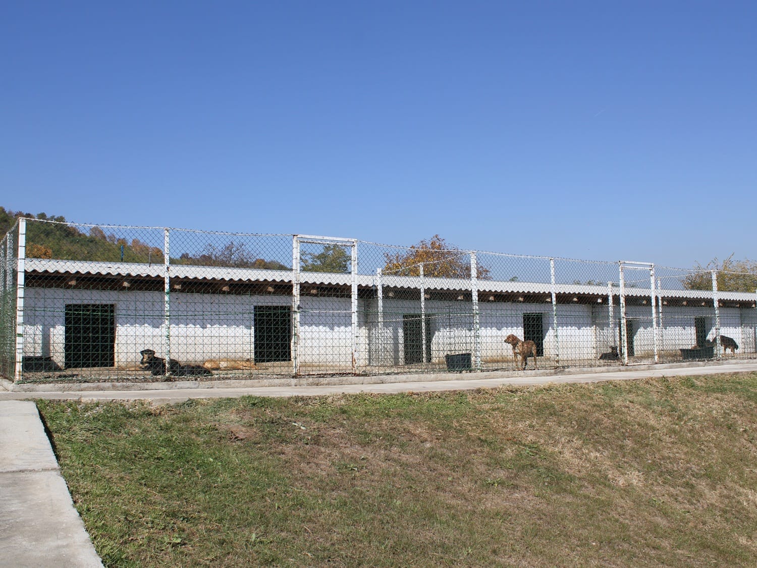 Azil za pse Leskovac oktobar 2018 foto Bojana Anti