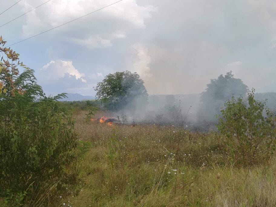 Vatra rastinje foto M J