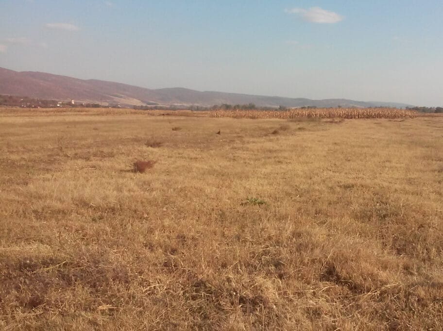 Ratari iz pirotskog Izvora 5 godina čekaju rešenja o komasaciji, žale se i na lošu podelu parcela 1 njiva Izvor foto Lj F