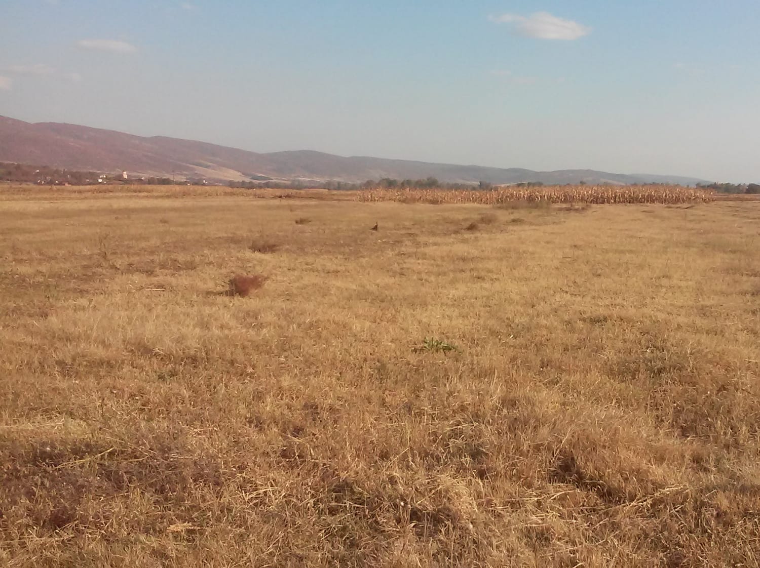 njiva Izvor foto Lj F