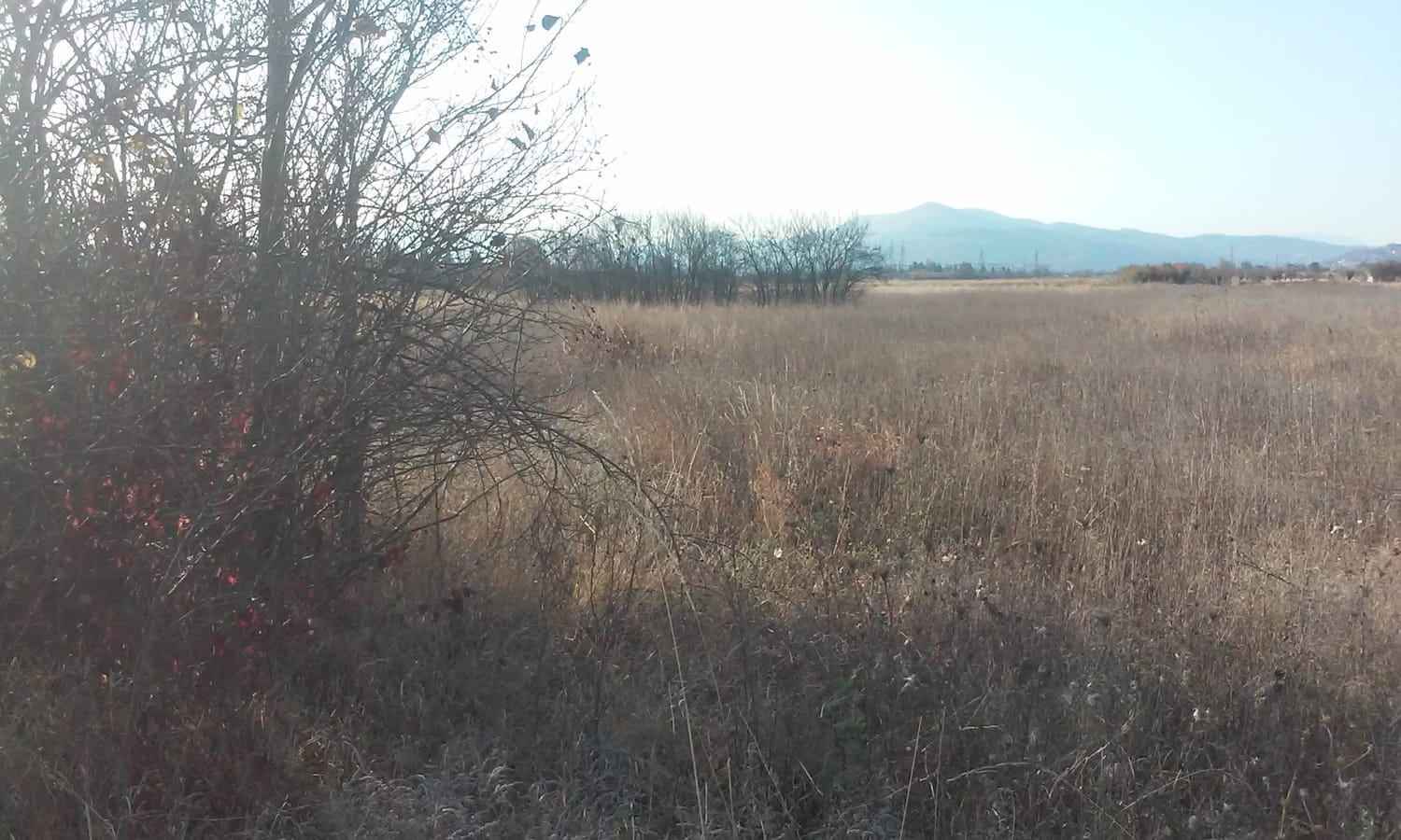 divlji vocnjaci foto Lj F