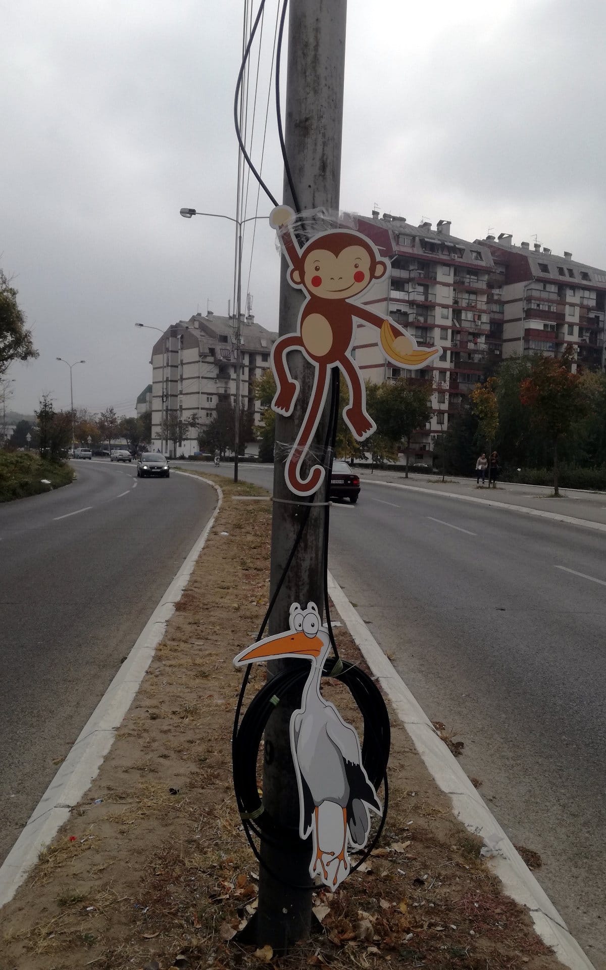 Majmun i roda foto K I