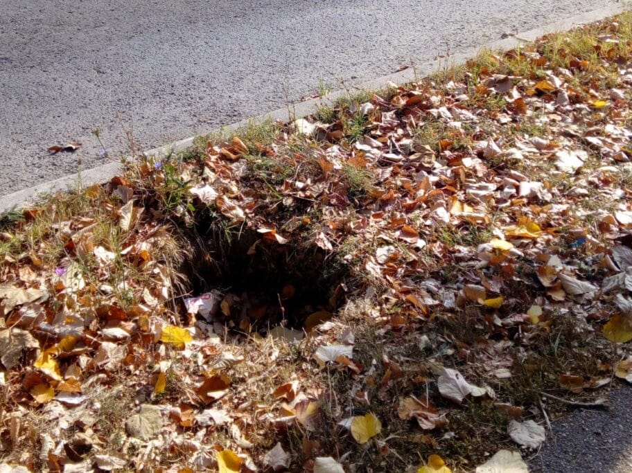 Rupa zamaskirana liscem foto citalac