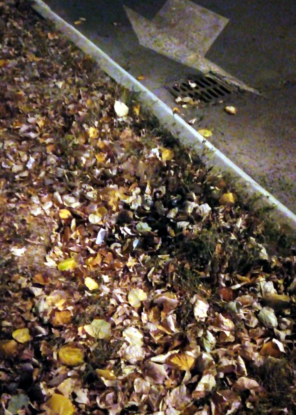 Lisce prekrilo rupu foto citalac