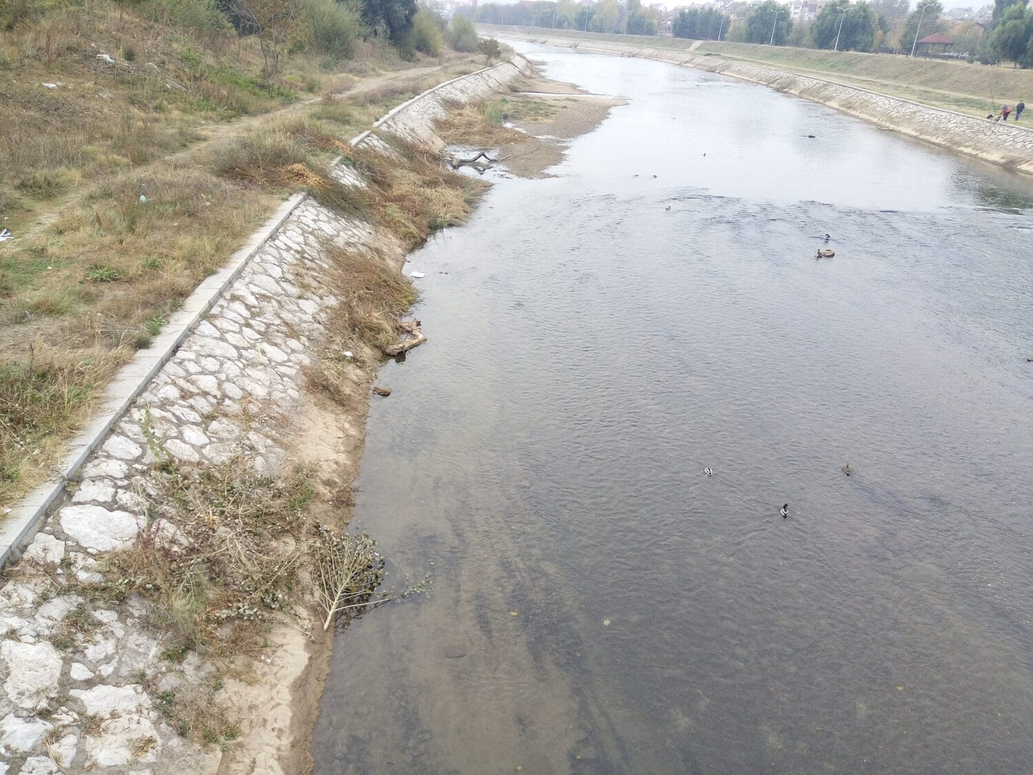 Nisava grane Foto M Milic scaled