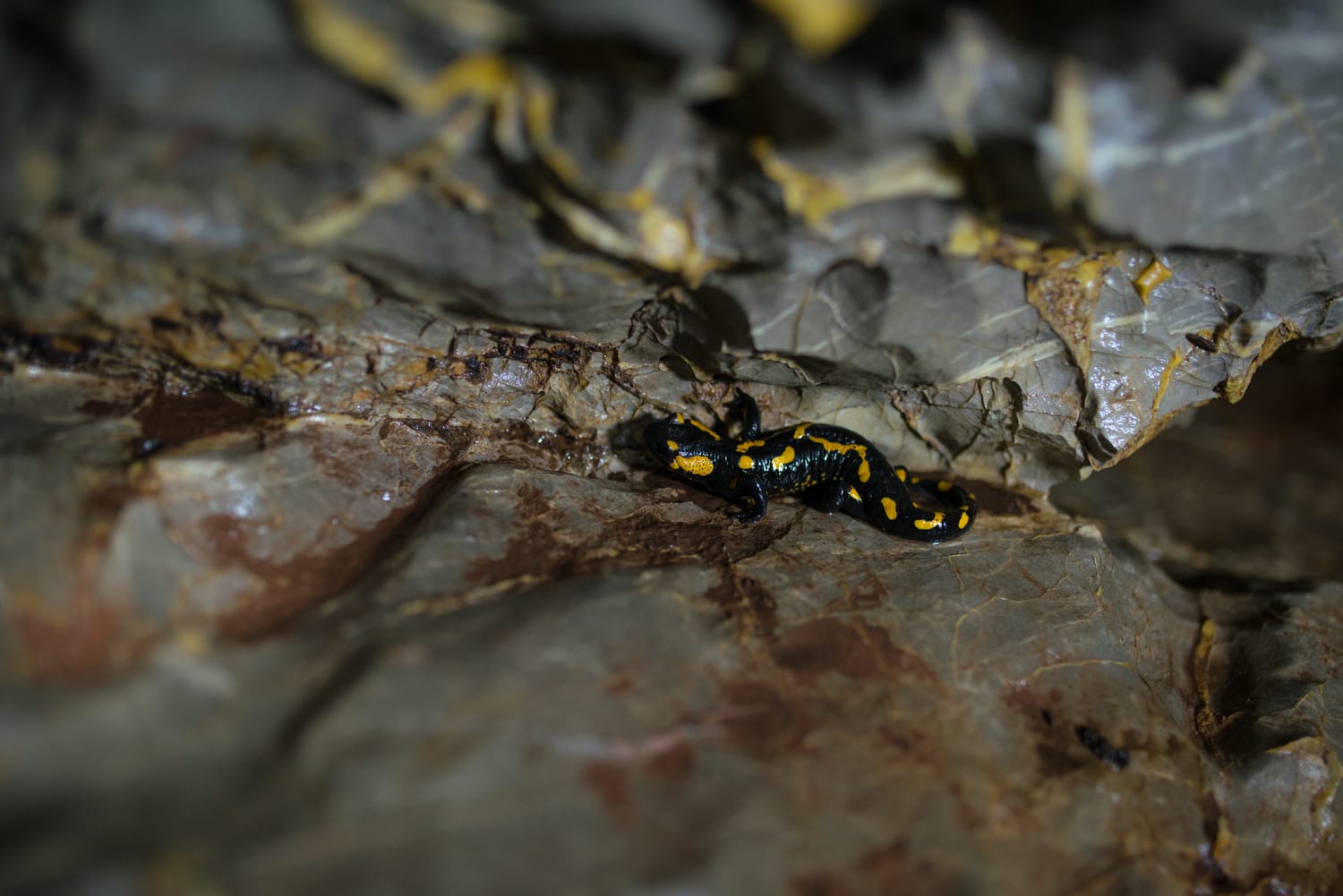 guster foto vanja keser