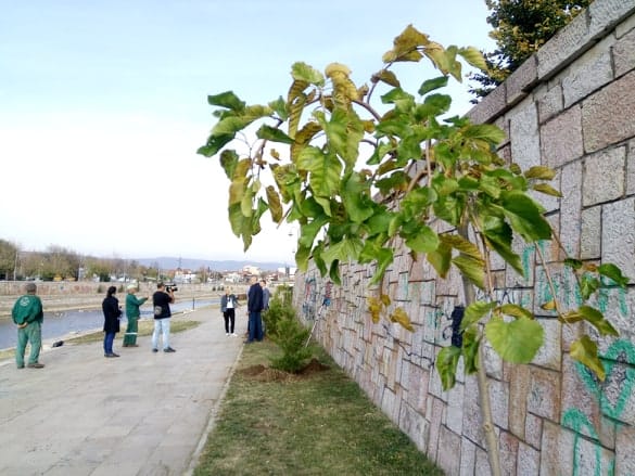 Tuzni dud kej V Milic