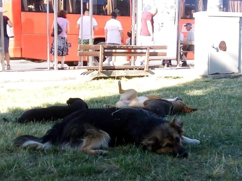 Nadležni iz Opštine Medijana bi mogli prinudno da isele “kućni azil” 18 Psi foto JV V M