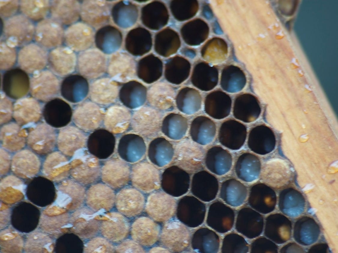 Med foto flickr Justin Leonard