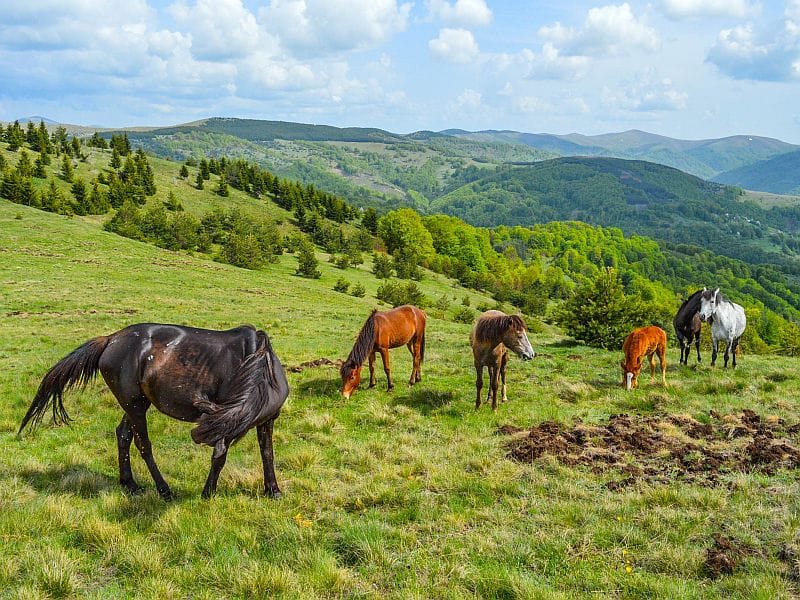 Na predelima Vlasinske visoravni za vikend trke konja i škola jahanja 1 konji domaci brdski bosilegrad foto nenad stojnev