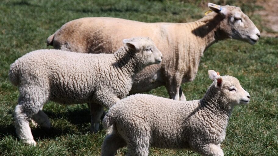 Klimatske promene: Zašto treba jesti manje jagnjetine i junetine 7 104345076 mediaitem104345075