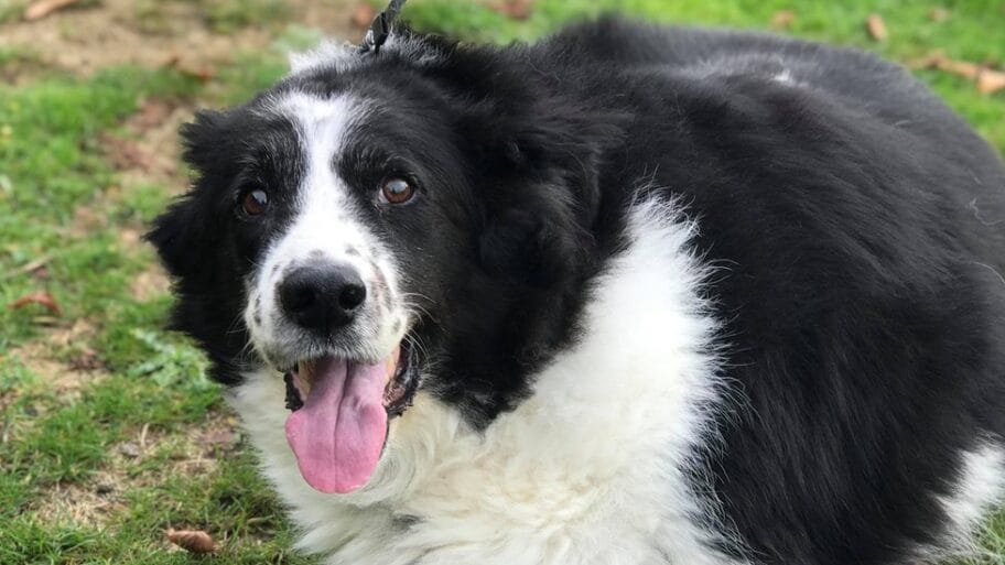 Upoznajte psa koji je „predebeo za kućicu" 11 104419178 46521587 516813665496143 6925745244243755008 n