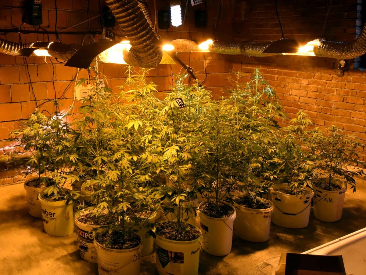 Laboratorija marihuana Nis foto MUP