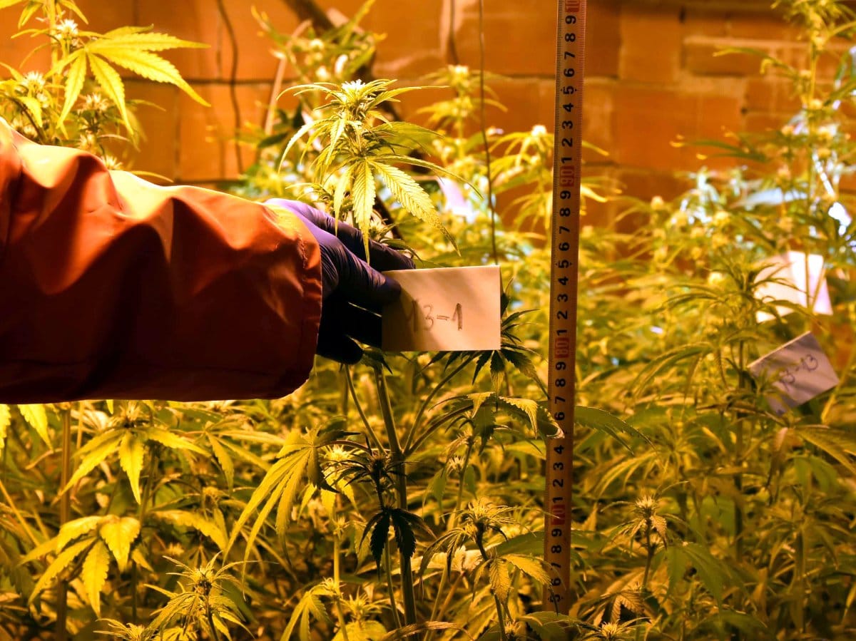 Laboratorija marihuana Nis1 foto MUP
