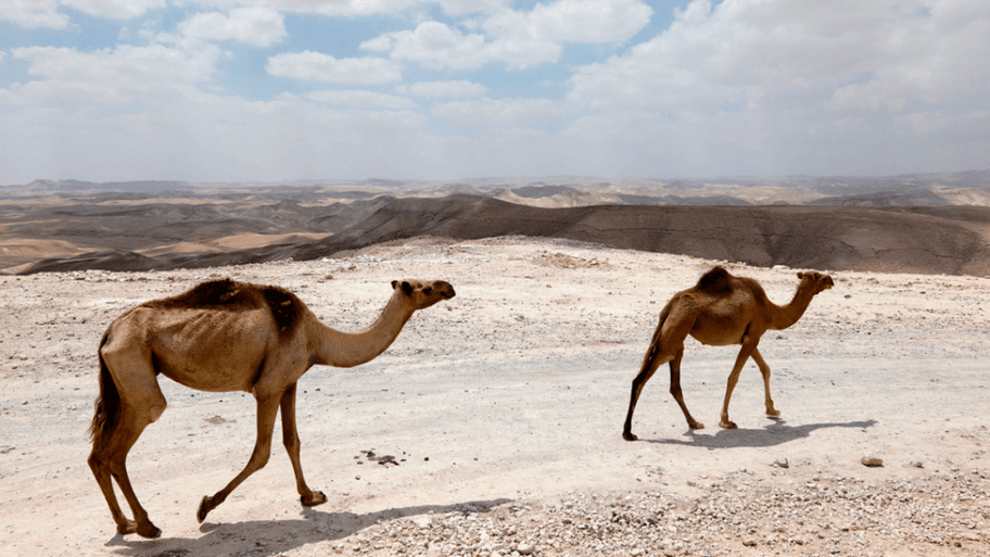 104960209 kamile 1024318000