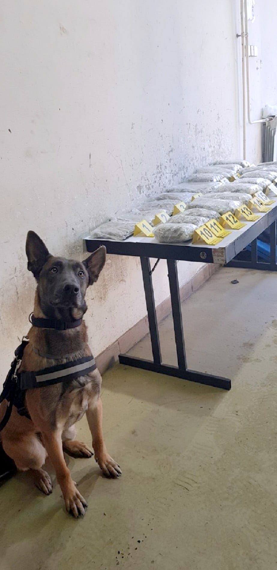 junak dana Nero pored otkrivene droge Horgos 27 12