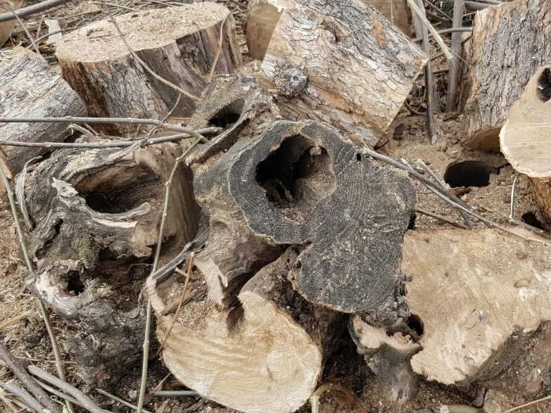 drvored posecen foto slobodan djordjevic zelenilo