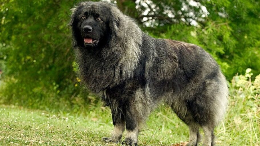 Putin i psi: Da li je šarplaninac savršen poklon za ruskog predsednika 1 105220788 gettyimages 614267716