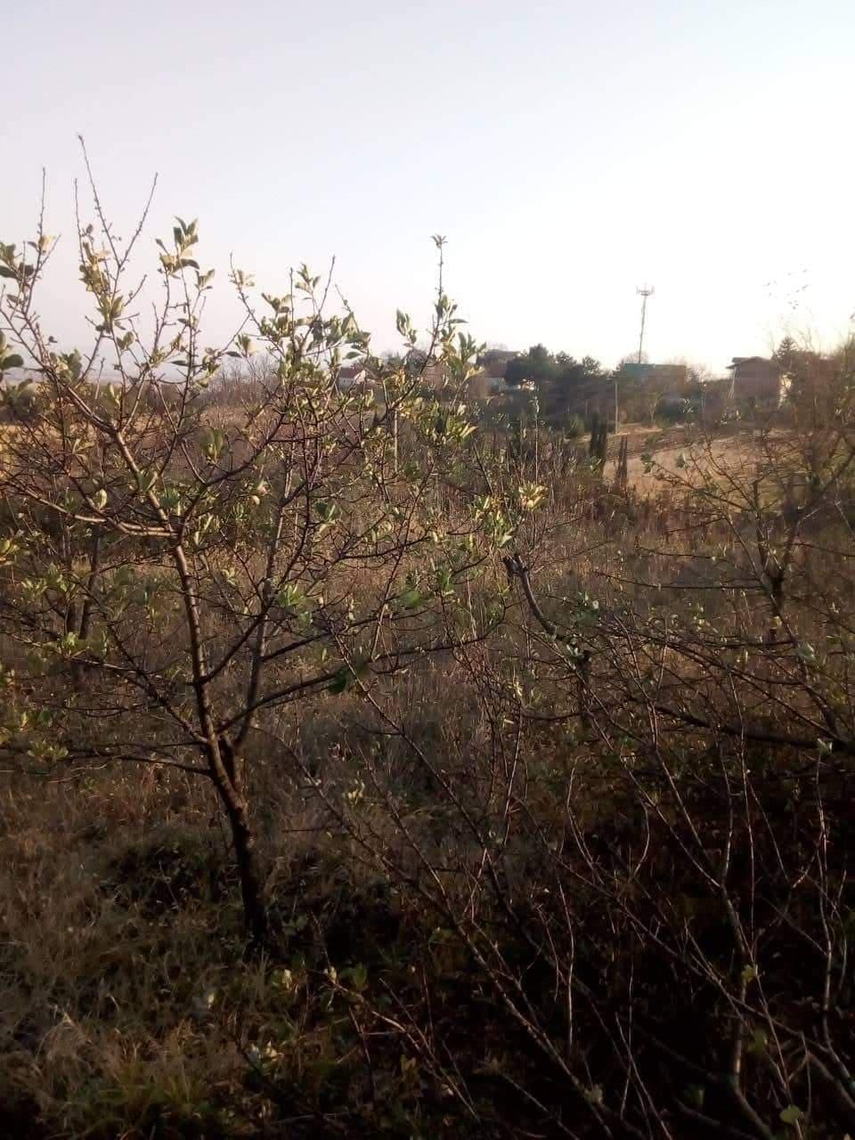 50516679-540876559757648-4380461738173136896-n