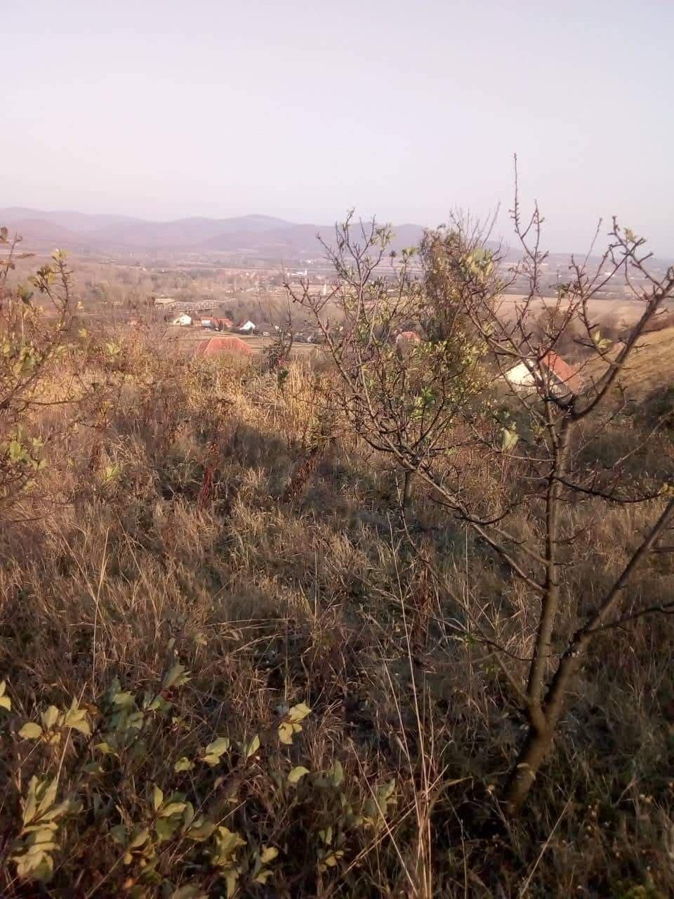 50891871-295955484602293-51952727571300352-n