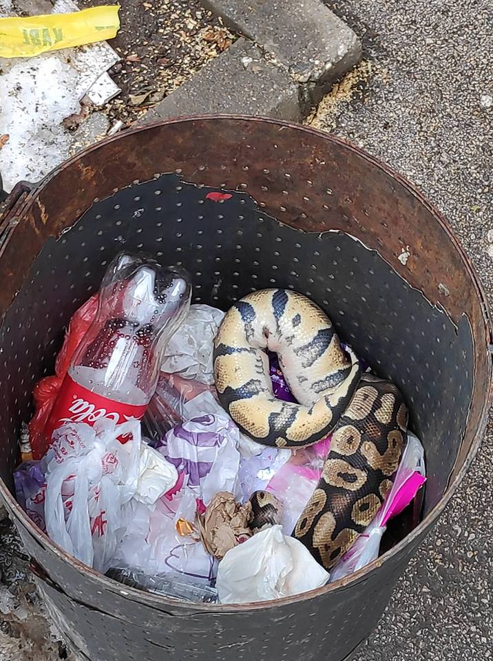 Zmija-u-kanti-foto-V.-M