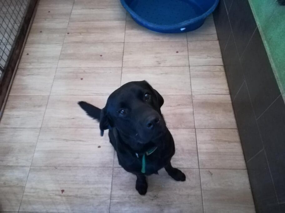 Aleksinčani tvrde da im nestaju rasni psi, ali krađu ne prijavljuju policiji 9 Pansion za pse u Konjickom klubu 15 foto JV J A