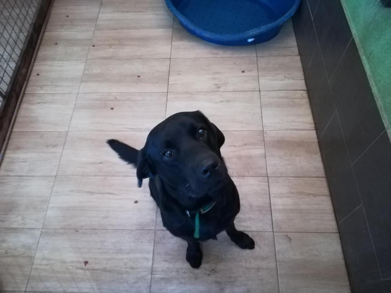 Pansion za pse u Konjickom klubu 15 foto JV J A