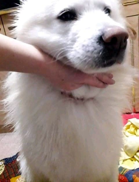 Ukraden pas povredjen foto Druid