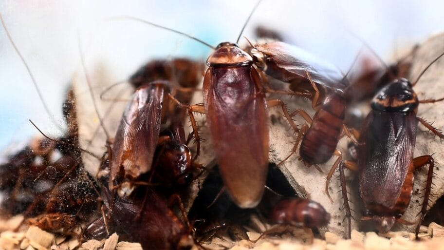 105548829 cockroaches