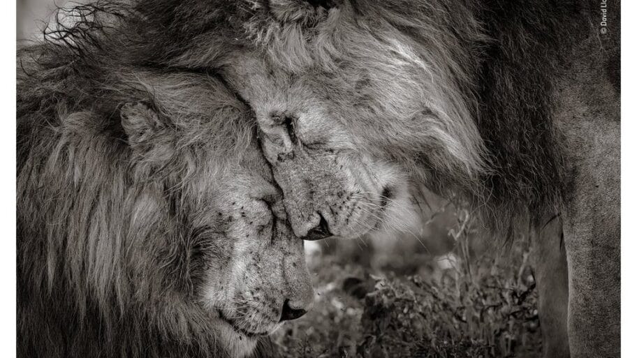 105662958 winner david lloydwildlifephotographeroftheyear