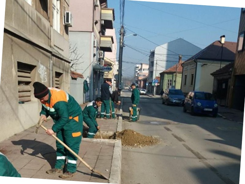 Sadnja drveća Mediana