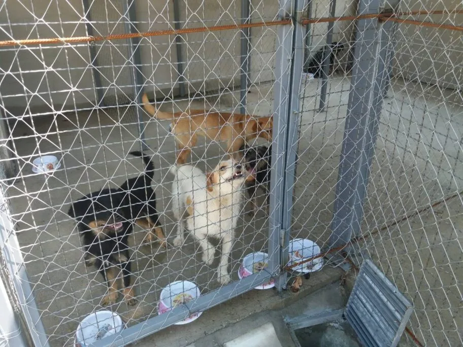 Prihvatiliste za pse Vlasotince foto Agencija Publika