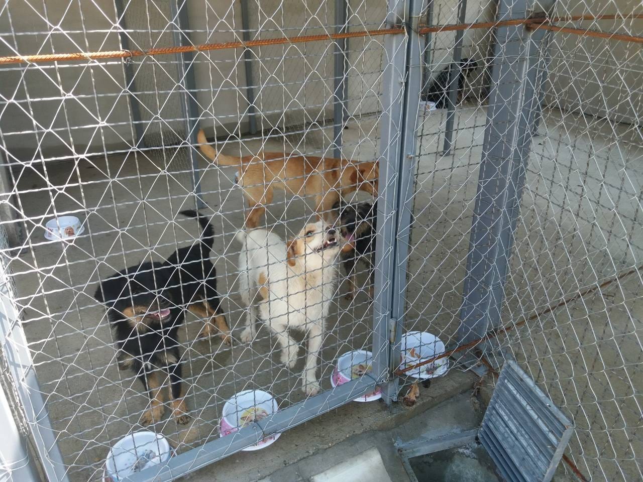 Prihvatiliste za pse Vlasotince foto Agencija Publika