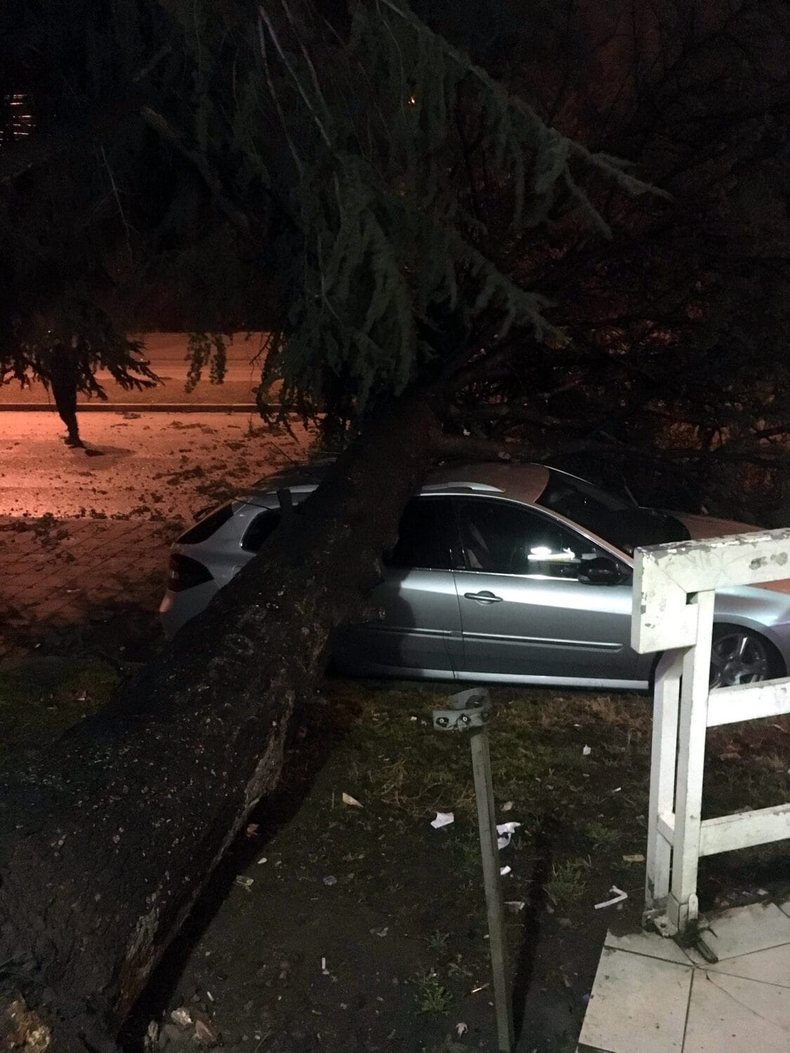 Somborski bulevar stablo na putu foto M K scaled