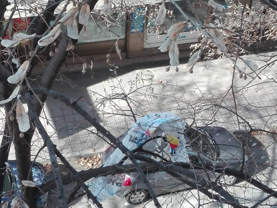 Drveće u centru Niša "okićeno" plastičnim kesama 14 Grane kese Prijavi problem