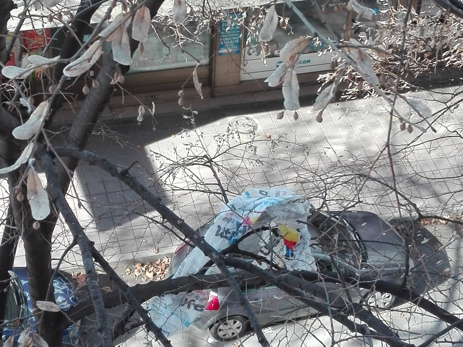 Drveće u centru Niša "okićeno" plastičnim kesama 1 Grane kese Prijavi problem