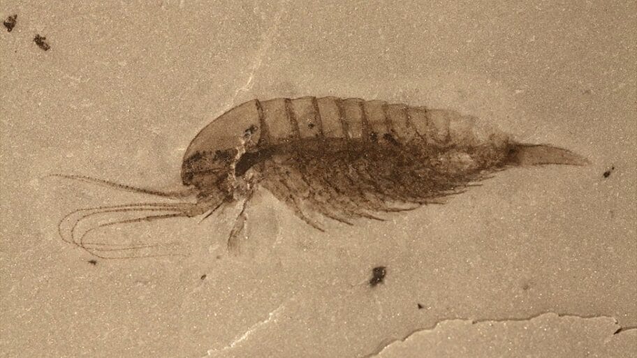 106158093 undescribedleanchoiliidimagecredita sun