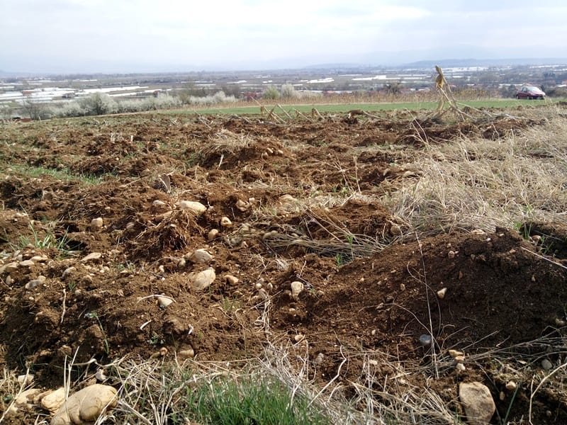 Njiva foto Bojana Antic