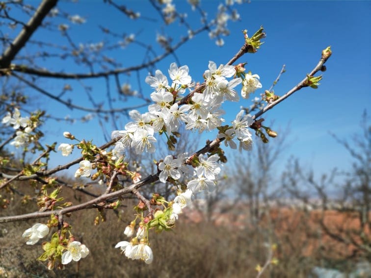 Cvetno drvo foto V Milic