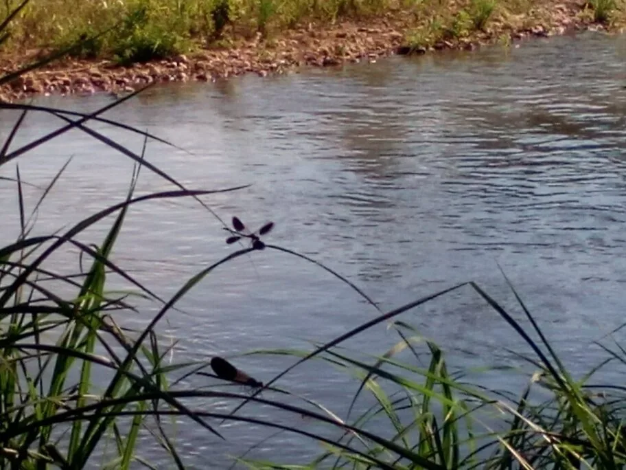 Pokret za razvoj Medveđe optužio rudnik Lece da zagađuje Gazdarsku reku, upravnica demantuje optužbe 8 Reka voda vilin konjic foto V Milic