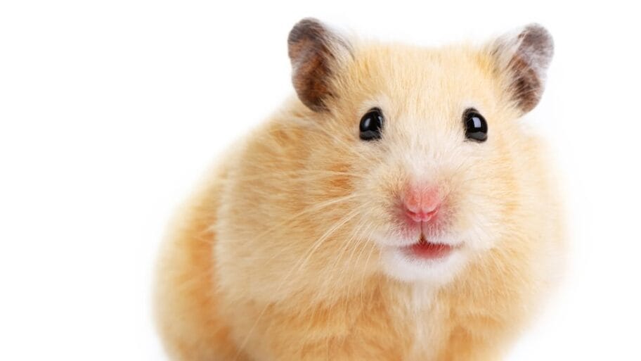 106210236 gettyimages 158732331