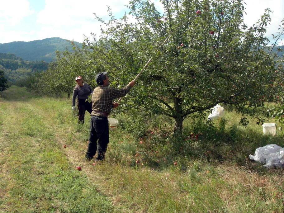 PROKUPLJE berba jabuka arhiva foto ljm
