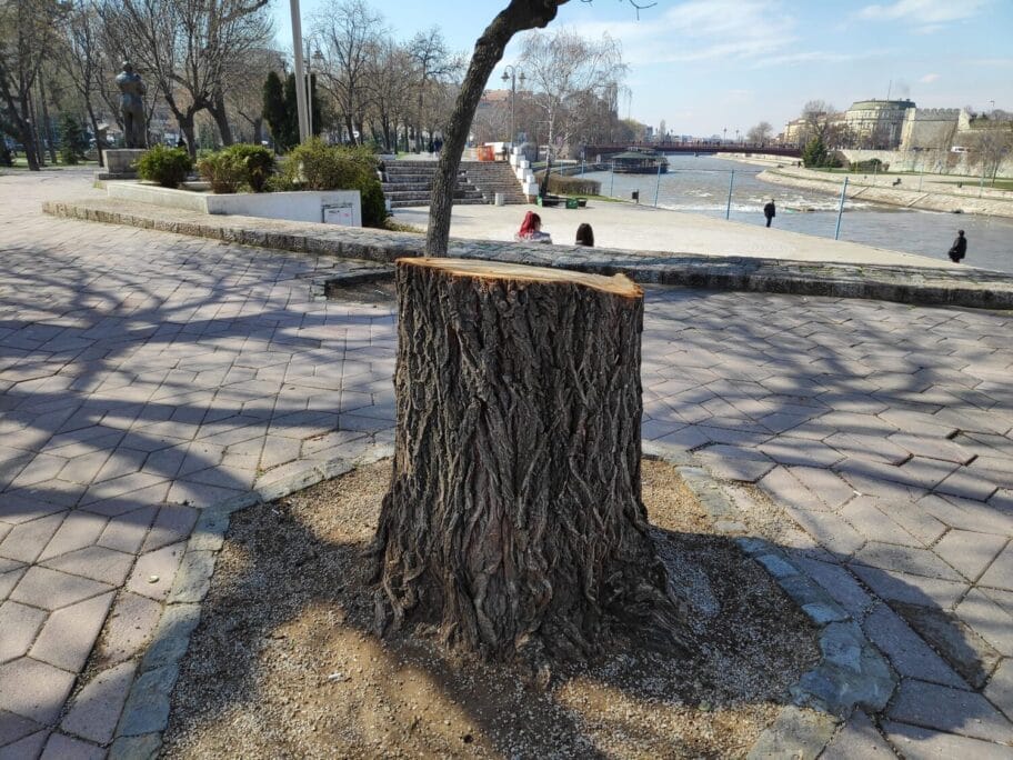 vrba kej foto vm scaled