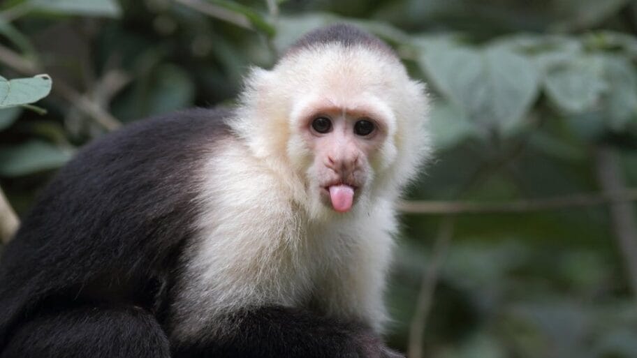 106407205 gettyimages 186846399