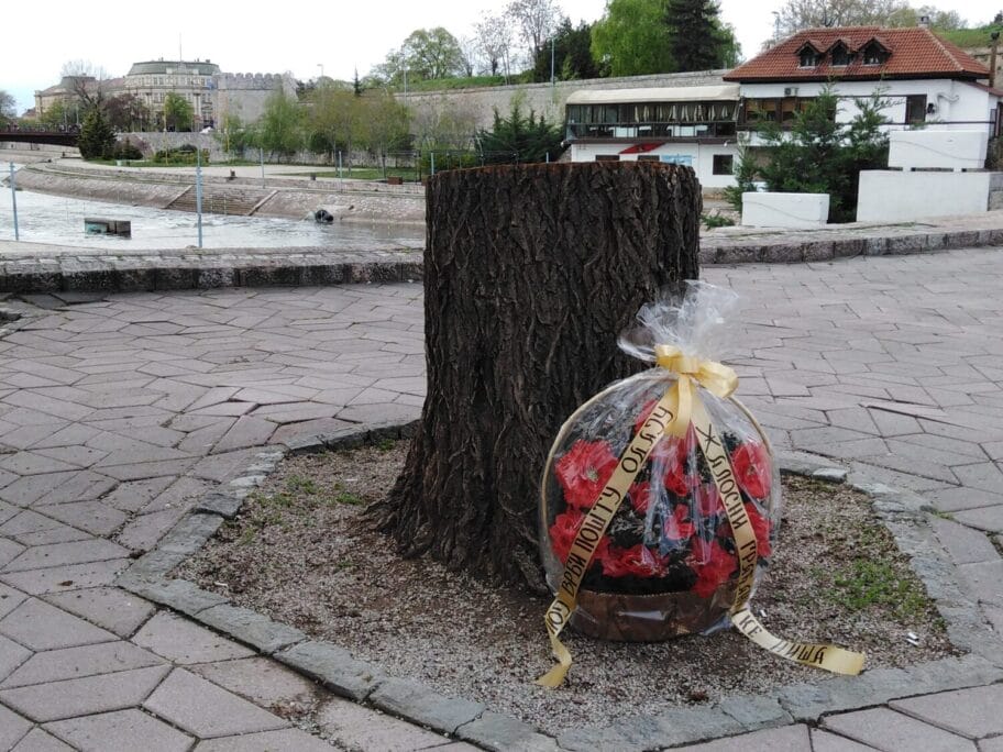 zalosna vrba foto b r scaled