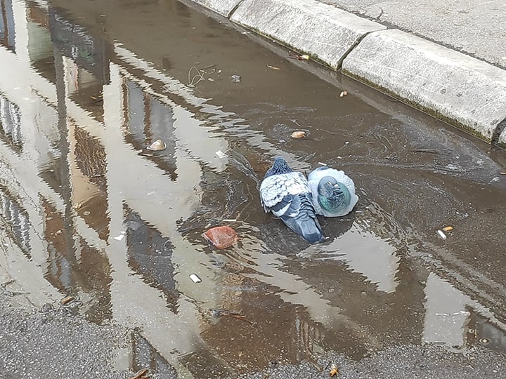 Posle kiše, čistili slivnike u Nišu 1 Bara golubovi V Milic